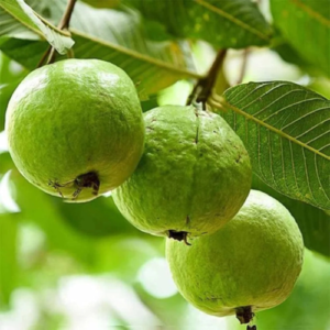 Alahabad Safed Guava