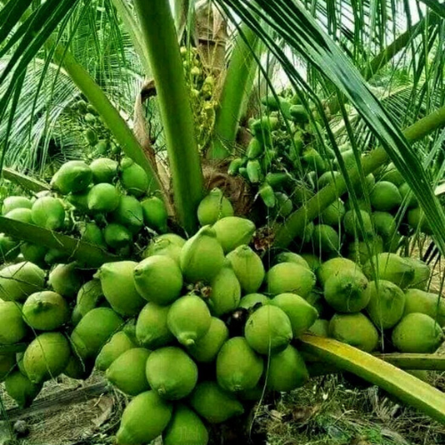 Ramganga coconut