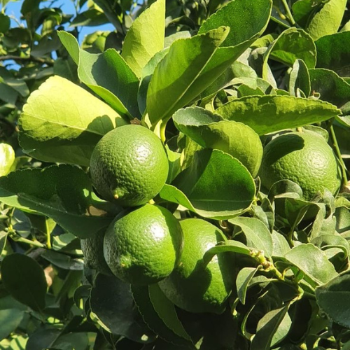 Table lemon