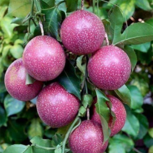 Aloo Bhukara