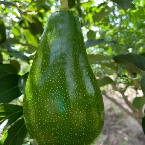 Helen avacado