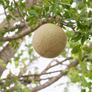 Wood apple