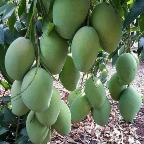 Tiyya Mango