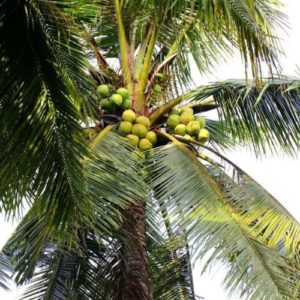 Colombia Coconut