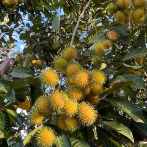 Ranbutan Yellow