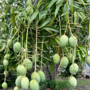Kotthapalli Kobbari Mango