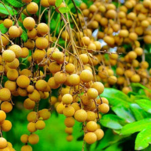 Longan
