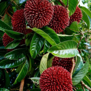 Pulasan fruit