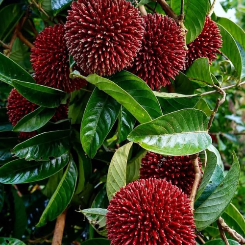 Pulasan fruit