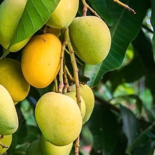 Kesar Mango