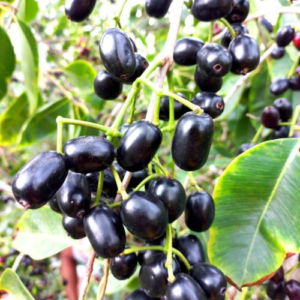 Malabar fruit