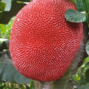 Pink jack fruit grafted