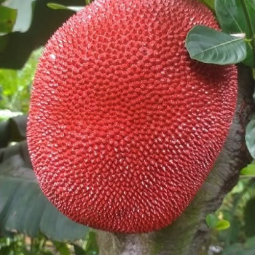 Pink jack fruit grafted