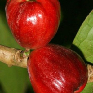 Malayan Apple