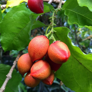 Peanut butter fruit