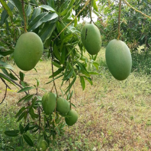 Himampasand Mango