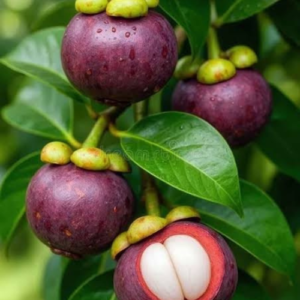 Mangostean