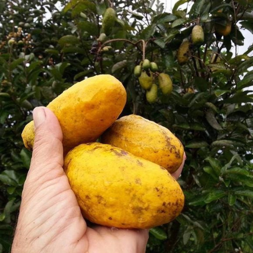 Olosapo fruit