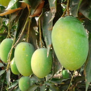 Dasari Mango