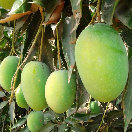 Dasari Mango
