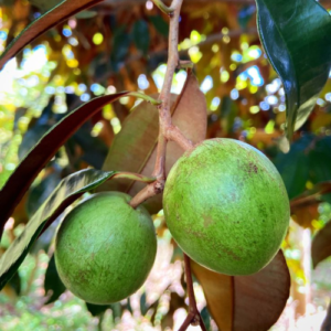 Milk Fruit