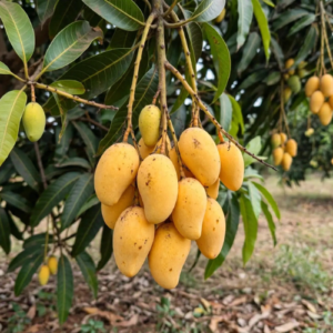 Collector Mango