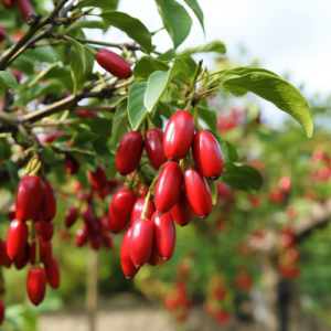 Miracle fruit