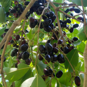 Jamun grafted