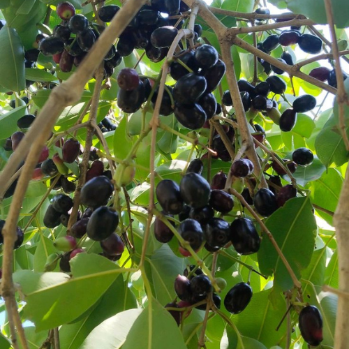Cherry