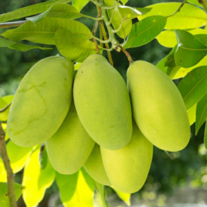 Chinnarasalu Mango