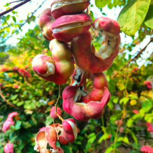Jungle Jelebi