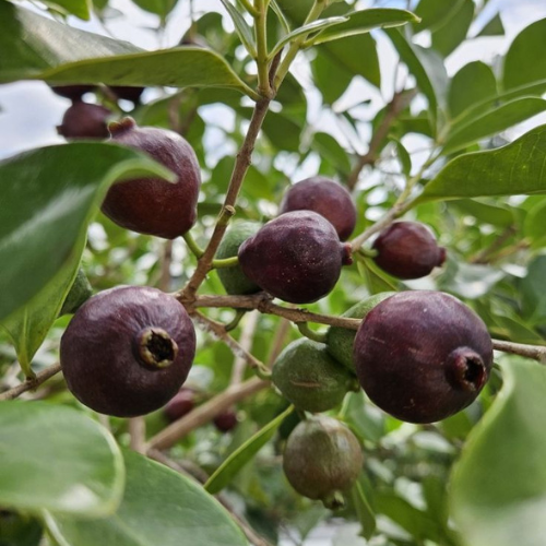 Black Guava