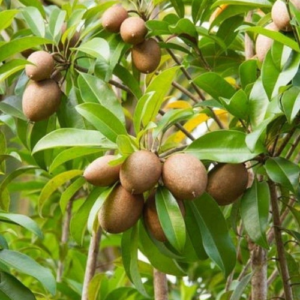 Kalapathi Sapota