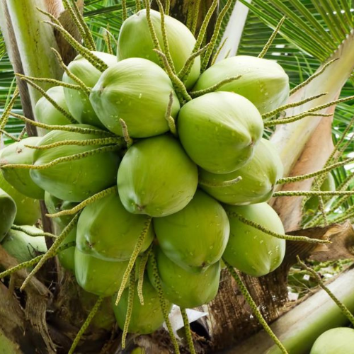 TxD Coconut