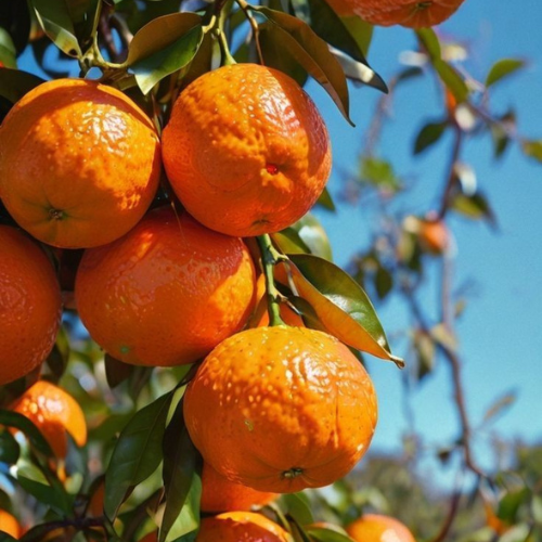 Sweet orange