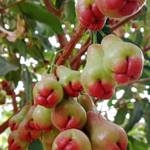Water apple