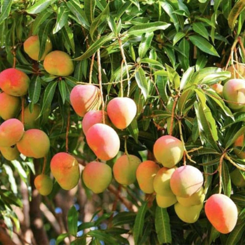 Suvarnarekha Mango