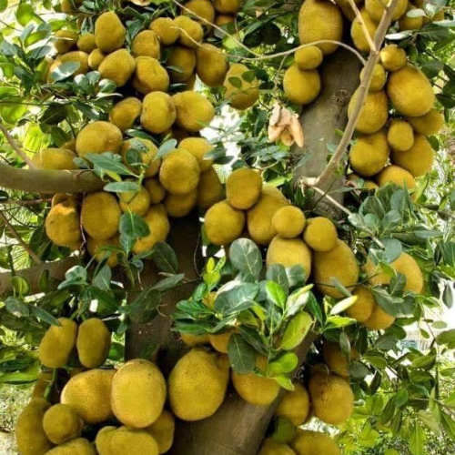 Jack fruit