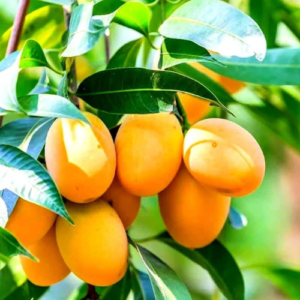 Alphasa Mango