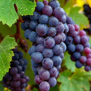 Grape