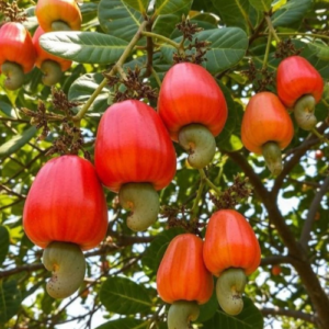 Grafted Cashew