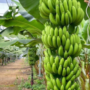 G-9 Banana