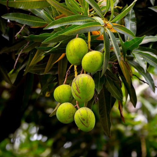 Forest Mango