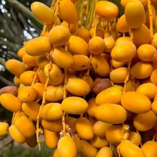 Date yellow