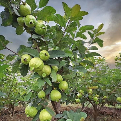 KG Guava