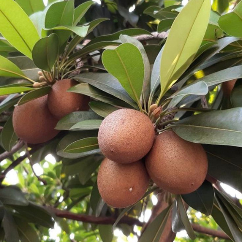 Pala Sapota