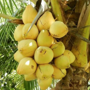 Malaysian Yellow dwarf Coconut