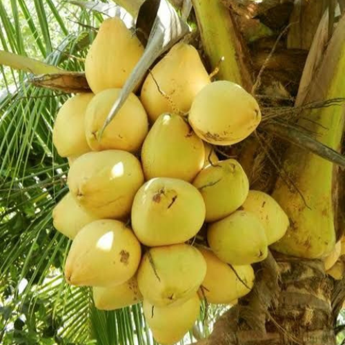 Malaysian Yellow dwarf Coconut