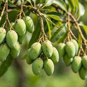 Punasa Mango