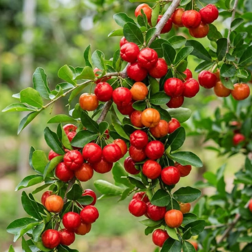 Barbados cherry